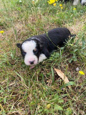 CHIOT 4 - Border Collie
