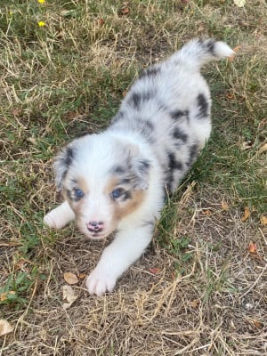 Les chiots de Berger Australien