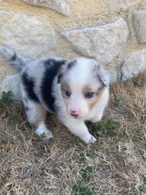 Les chiots de Berger Australien