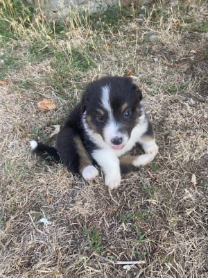 Les chiots de Berger Australien