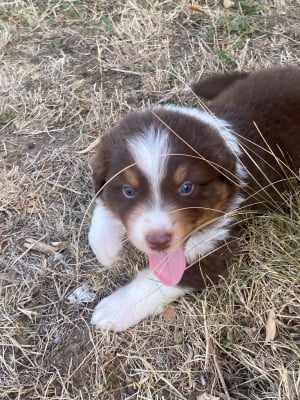 Les chiots de Berger Australien