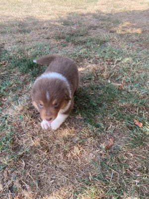 Les chiots de Berger Australien