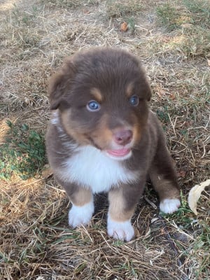 Les chiots de Berger Australien