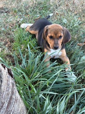 Les chiots de Beagle-Harrier
