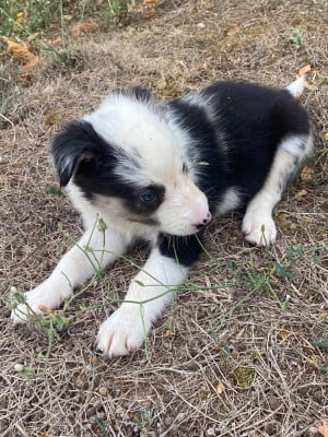 Les chiots de Border Collie