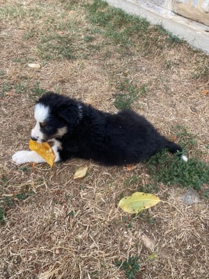 Les chiots de Border Collie