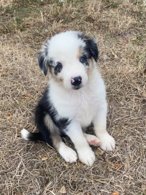 Les chiots de Border Collie