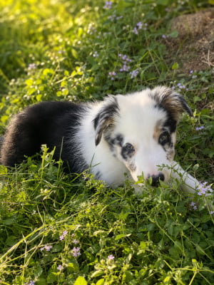 Les chiots de Border Collie