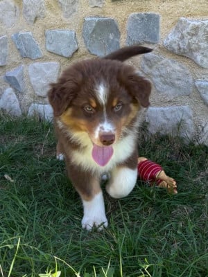 Les chiots de Berger Australien