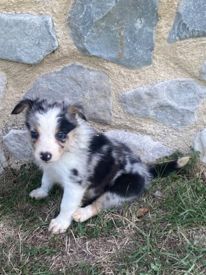 Les chiots de Border Collie