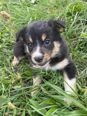 Les chiots de Border Collie