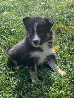 Les chiots de Border Collie