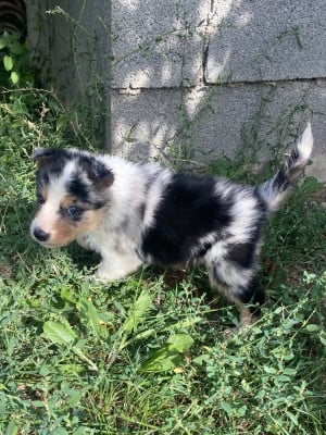 Les chiots de Border Collie