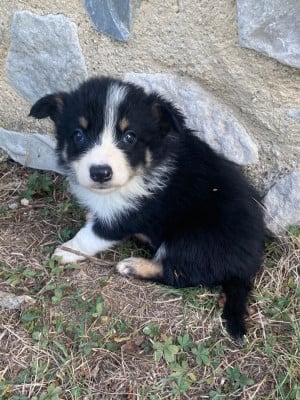 Les chiots de Border Collie