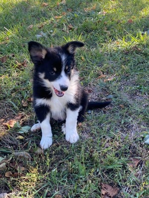 Les chiots de Border Collie