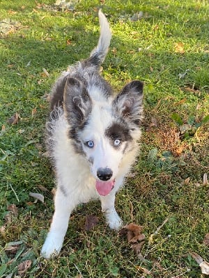 Les chiots de Border Collie