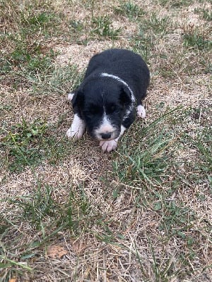 Les chiots de Border Collie