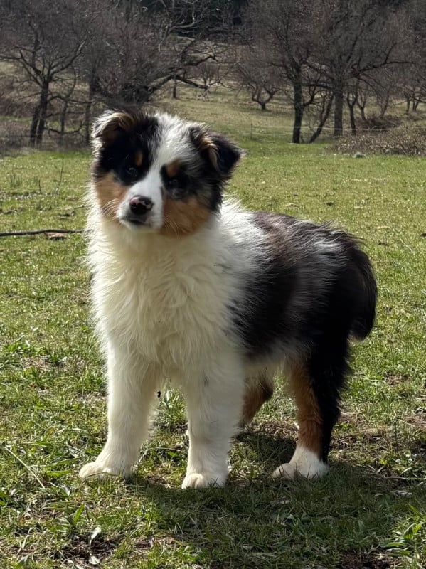 Berger Australien - De L'Hubac De Lange