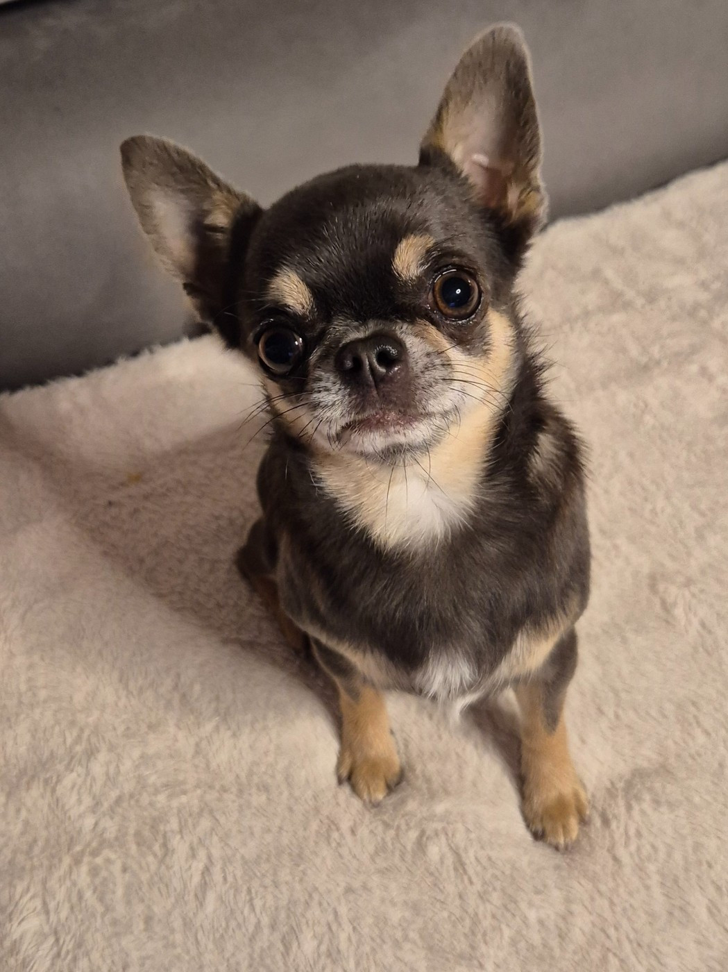 CH. Jet Set's Blue Star Stradivaruis