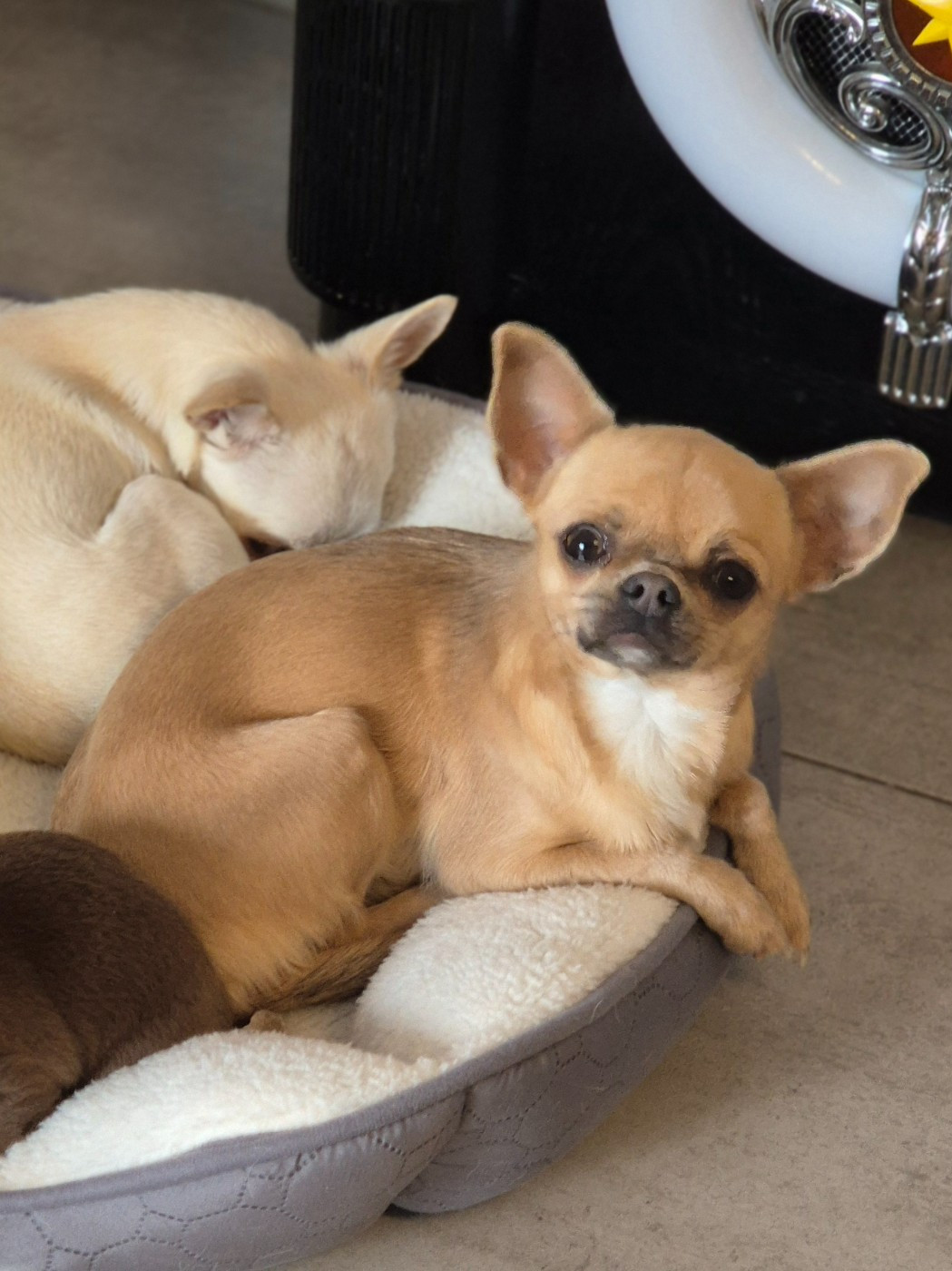 Vaïna Des Petits Diamants Précieux