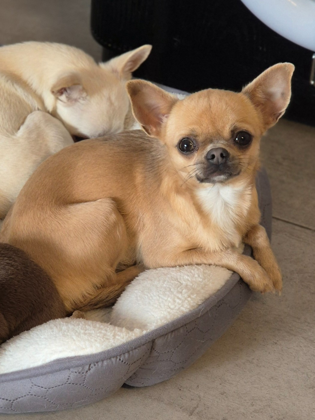 Vaïna Des Petits Diamants Précieux