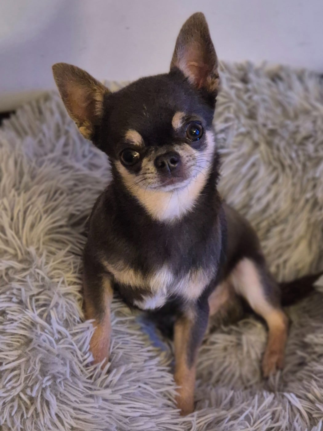 Publication : Des Petits Diamants Précieux