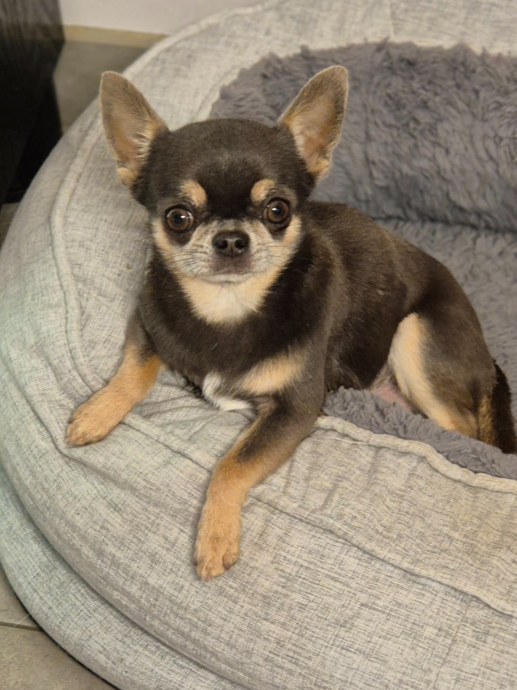 Publication : Des Petits Diamants Précieux