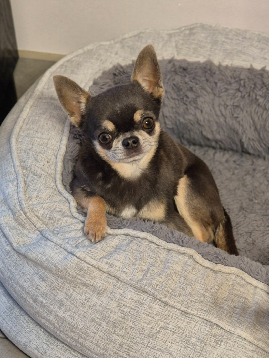 Publication : Des Petits Diamants Précieux