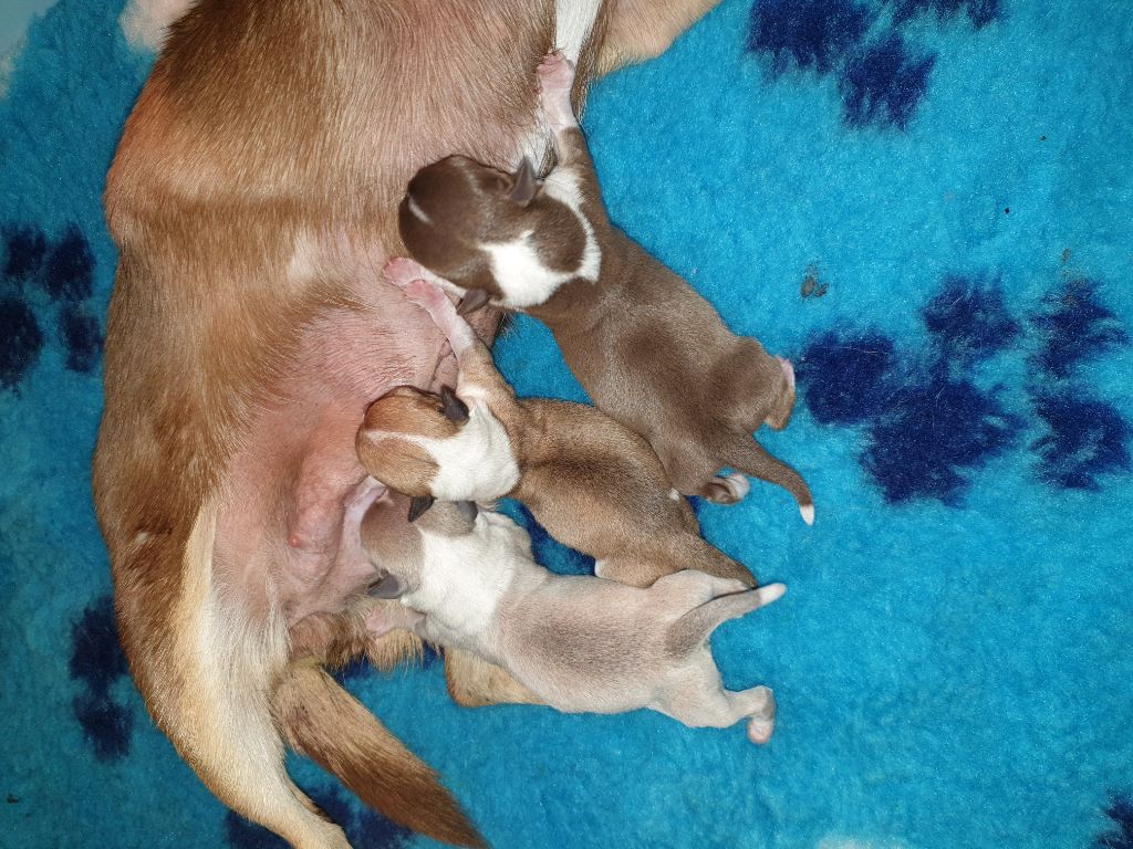 Des Petits Diamants Précieux - Chihuahua - Portée née le 24/07/2019