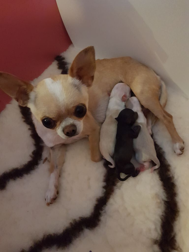 Des Petits Diamants Précieux - Chihuahua - Portée née le 04/04/2019