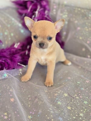 Les chiots de Chihuahua