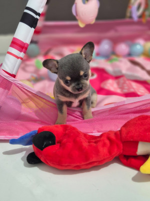 Les chiots de Chihuahua