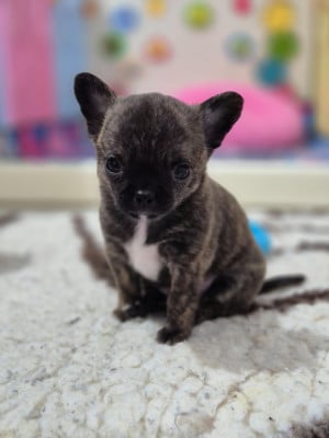 Les chiots de Chihuahua