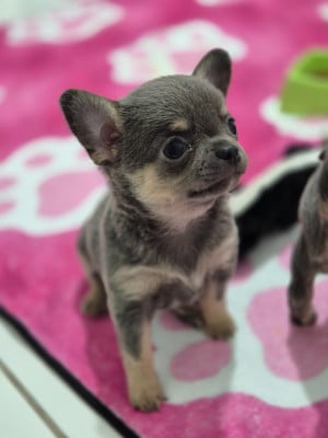 Les chiots de Chihuahua