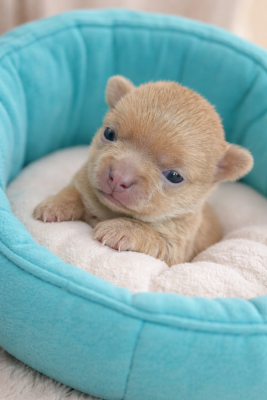 Les chiots de Chihuahua