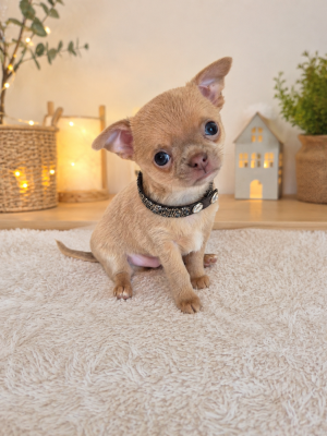 Les chiots de Chihuahua