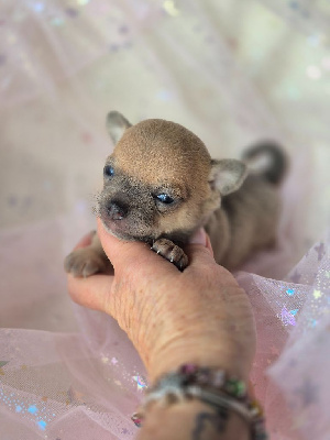 Les chiots de Chihuahua