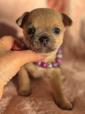 Les chiots de Chihuahua
