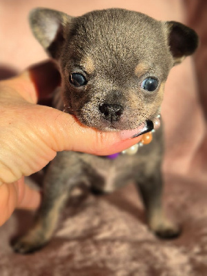 Les chiots de Chihuahua