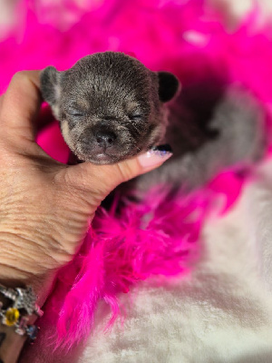 Les chiots de Chihuahua