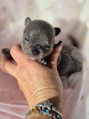 Les chiots de Chihuahua
