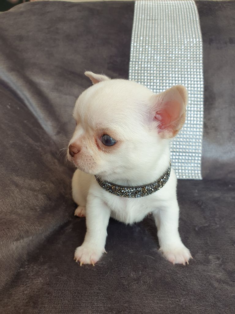 Chiot Chihuahua, Rhum coco, mâle disponible en Provence