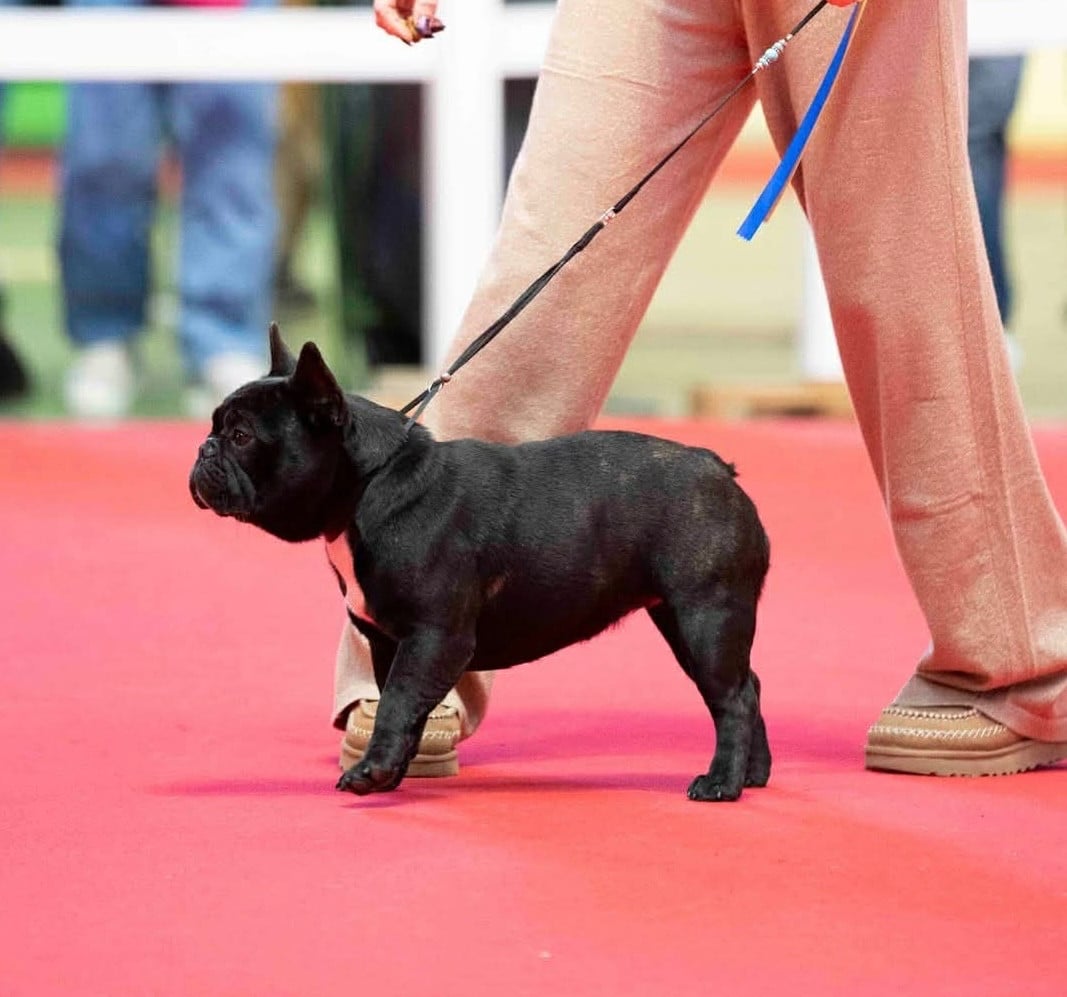 diffindo Portret & sensual (alba)