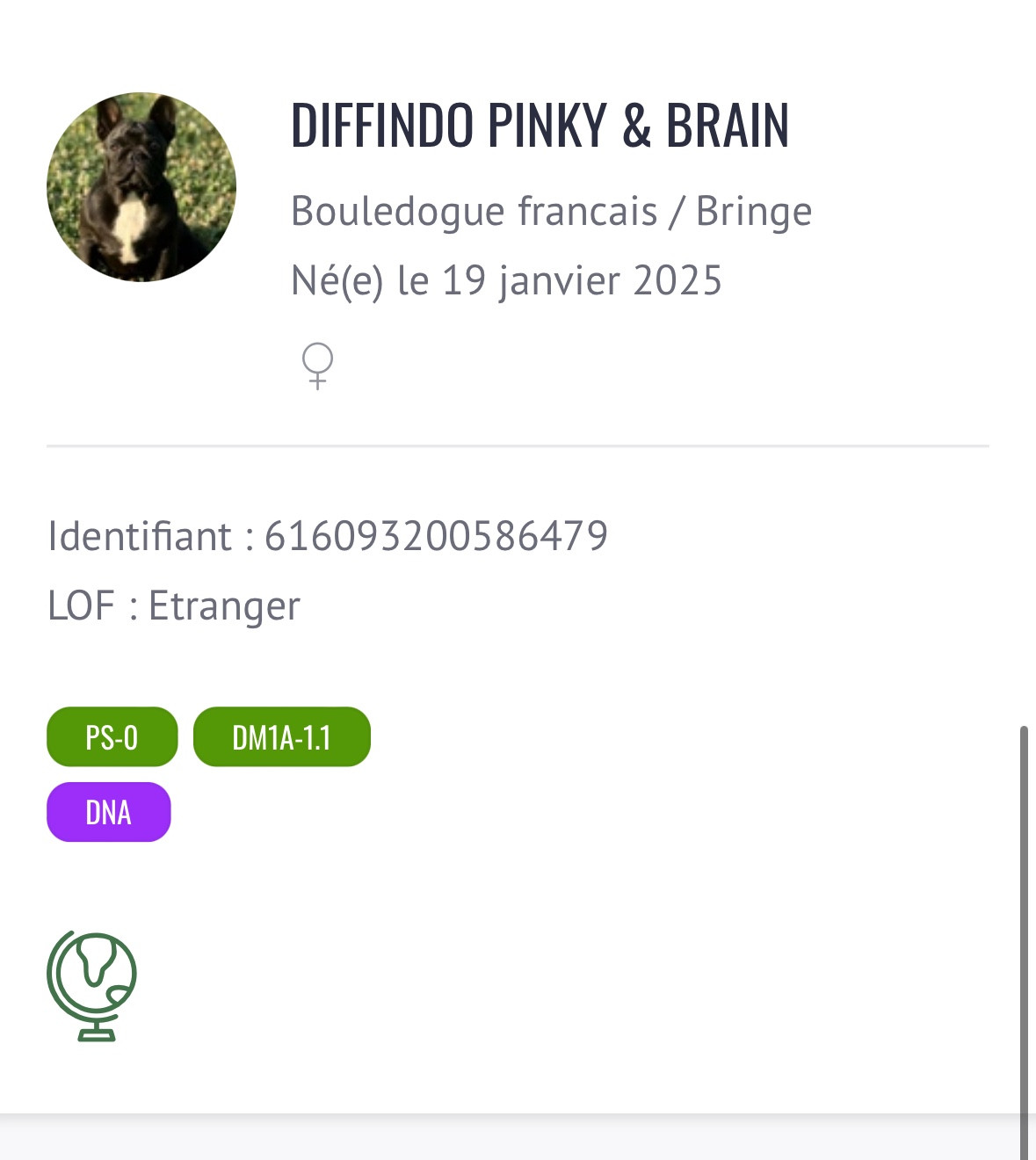 diffindo Pinky & brain (albi)