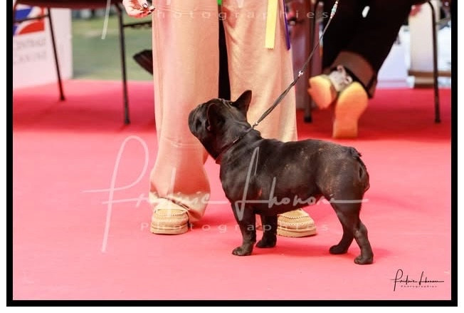 diffindo Portret & sensual (alba)