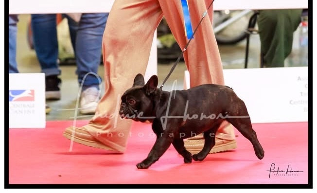 diffindo Portret & sensual (alba)