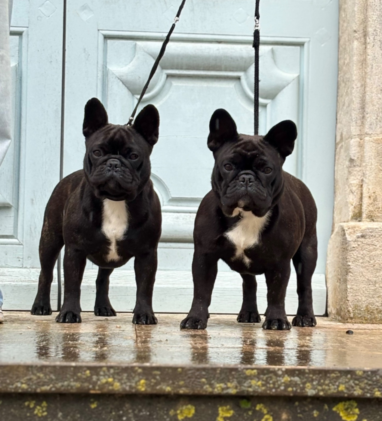 diffindo Pinky & brain (albi)