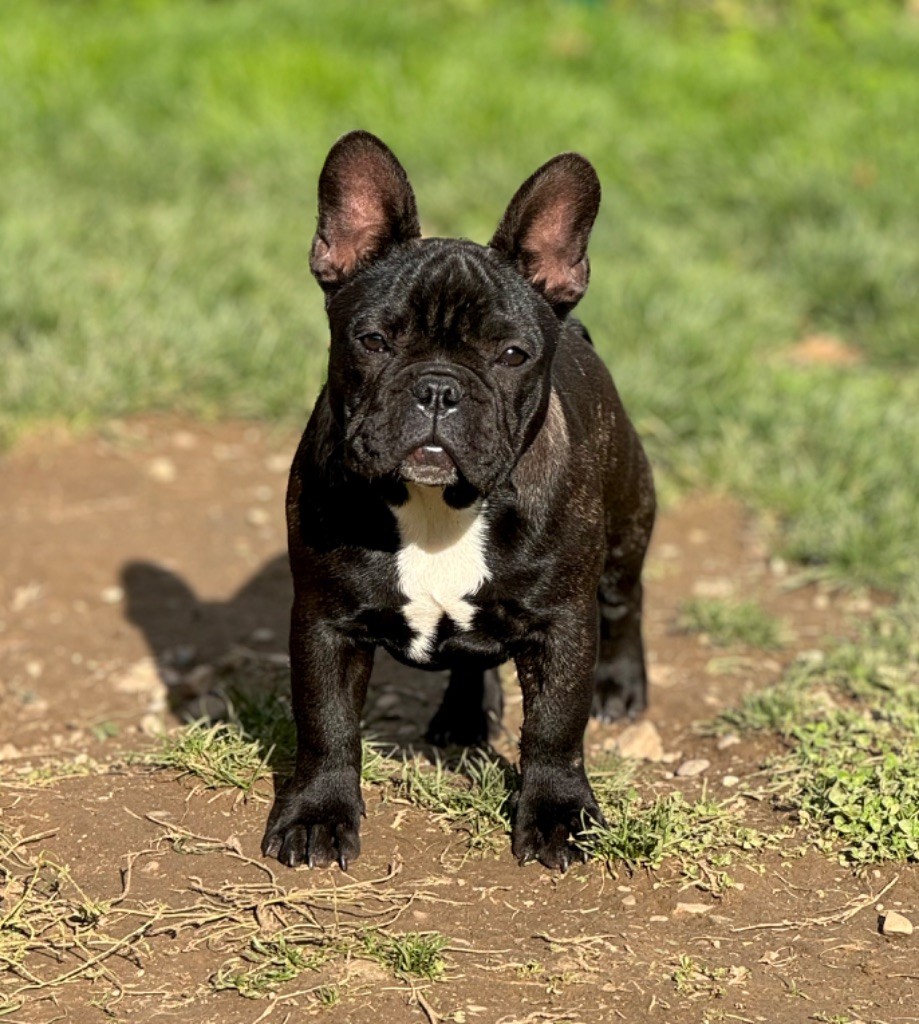 Arizona du Léman d'Or