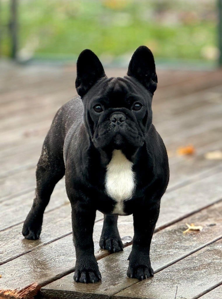 diffindo Pinky & brain (albi)