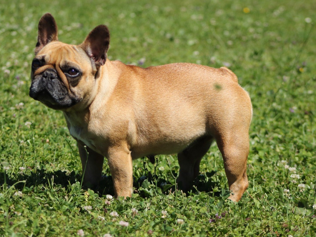 Publication : du Léman d'Or